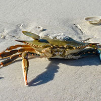 Crab In Sand